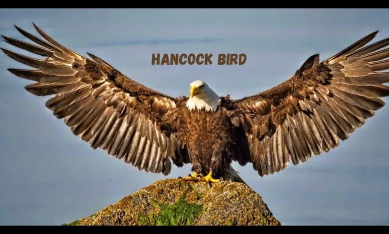 Hancock bird