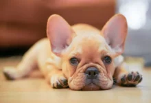 Are Frenchton Pups Good for People with Allergies