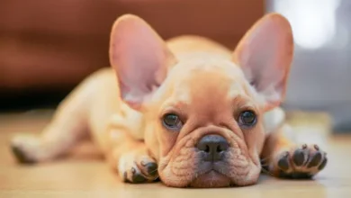 Are Frenchton Pups Good for People with Allergies