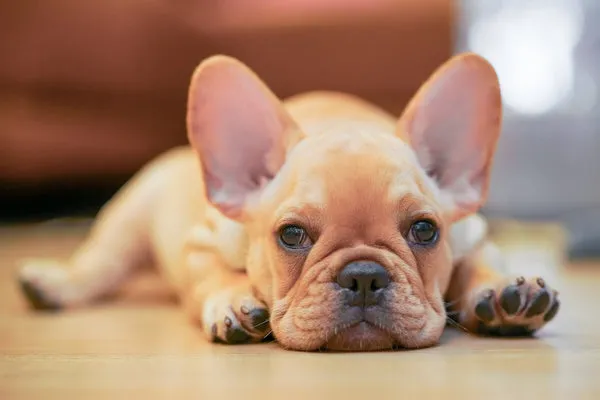 Are Frenchton Pups Good for People with Allergies