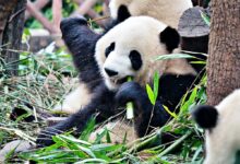 Chengdu: Where Panda Dreams Come to Life