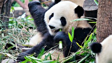 Chengdu: Where Panda Dreams Come to Life