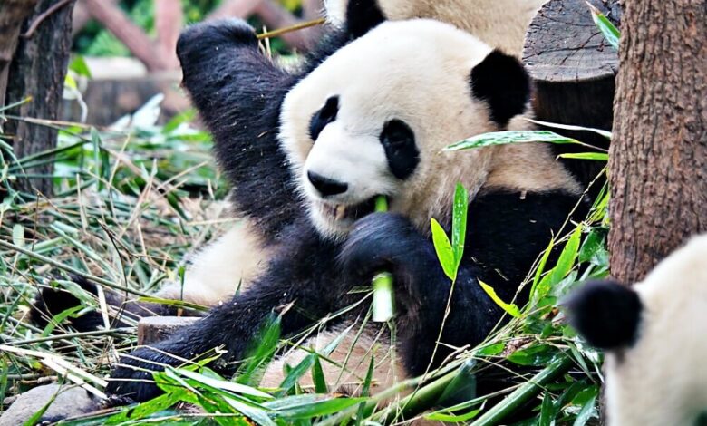 Chengdu: Where Panda Dreams Come to Life