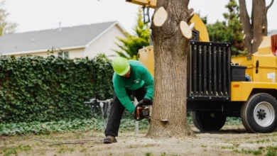 When To Schedule Professional Tree Services